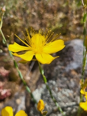 Hypericum olympicum (Hypericum olympicum)