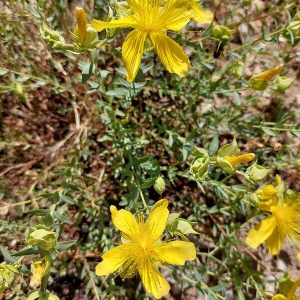Hypericum olympicum (Hypericum olympicum)
