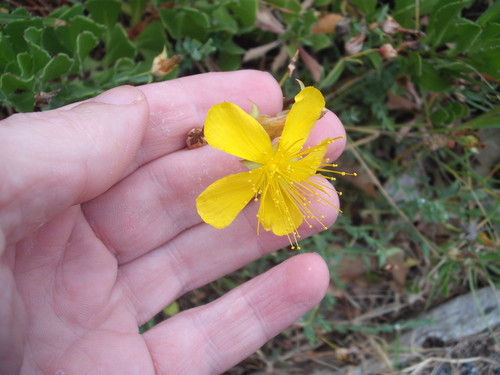 Hypericum olympicum (Hypericum olympicum)