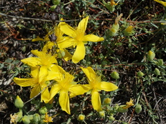 Hypericum olympicum (Hypericum olympicum)
