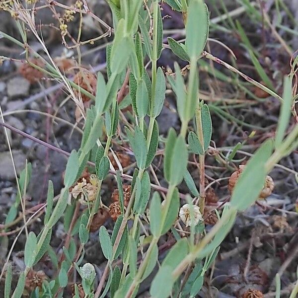 Hypericum olympicum (Hypericum olympicum)