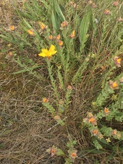 Hypericum olympicum (Hypericum olympicum)