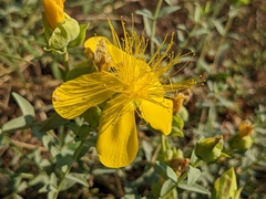 Hypericum olympicum (Hypericum olympicum)