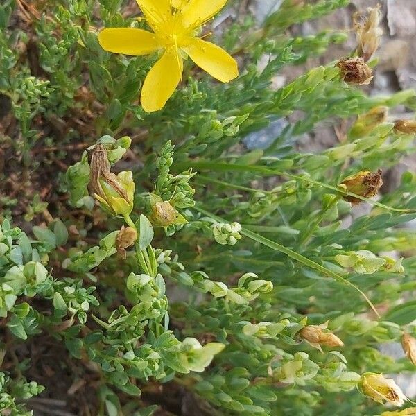 Hypericum olympicum (Hypericum olympicum)
