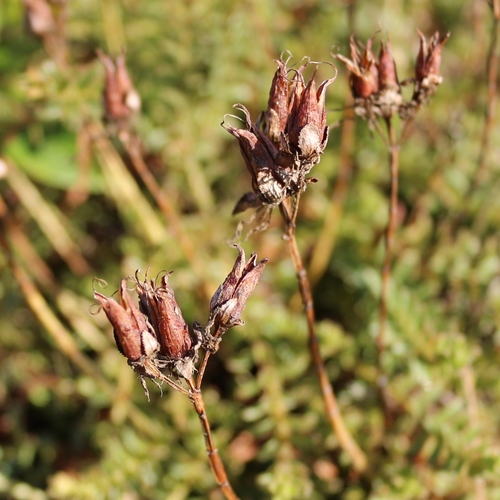 Hypericum orientale (Hypericum orientale)