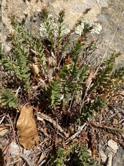 Hypericum orientale (Hypericum orientale)