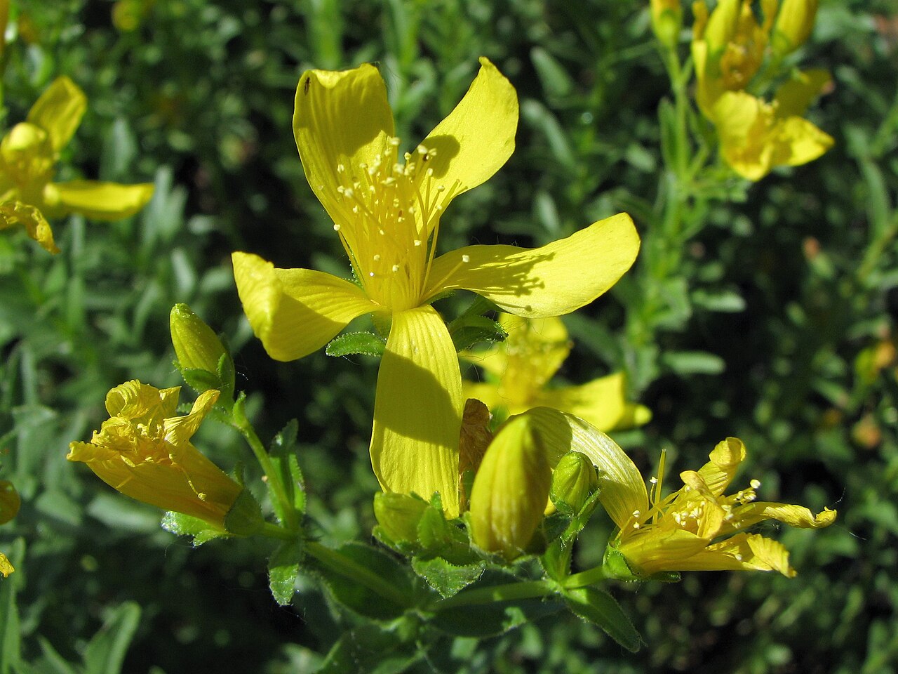 Hypericum orientale: Hypericum orientale , flowering plants, cultivated in Wrocław University Botanical Garden, Wrocław, Poland.