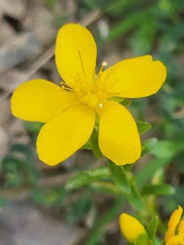 Hypericum orientale (Hypericum orientale)