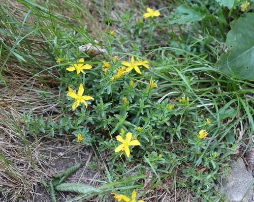 Hypericum orientale (Hypericum orientale)