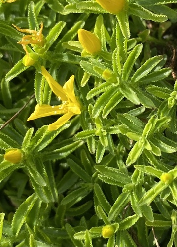 Hypericum orientale (Hypericum orientale)