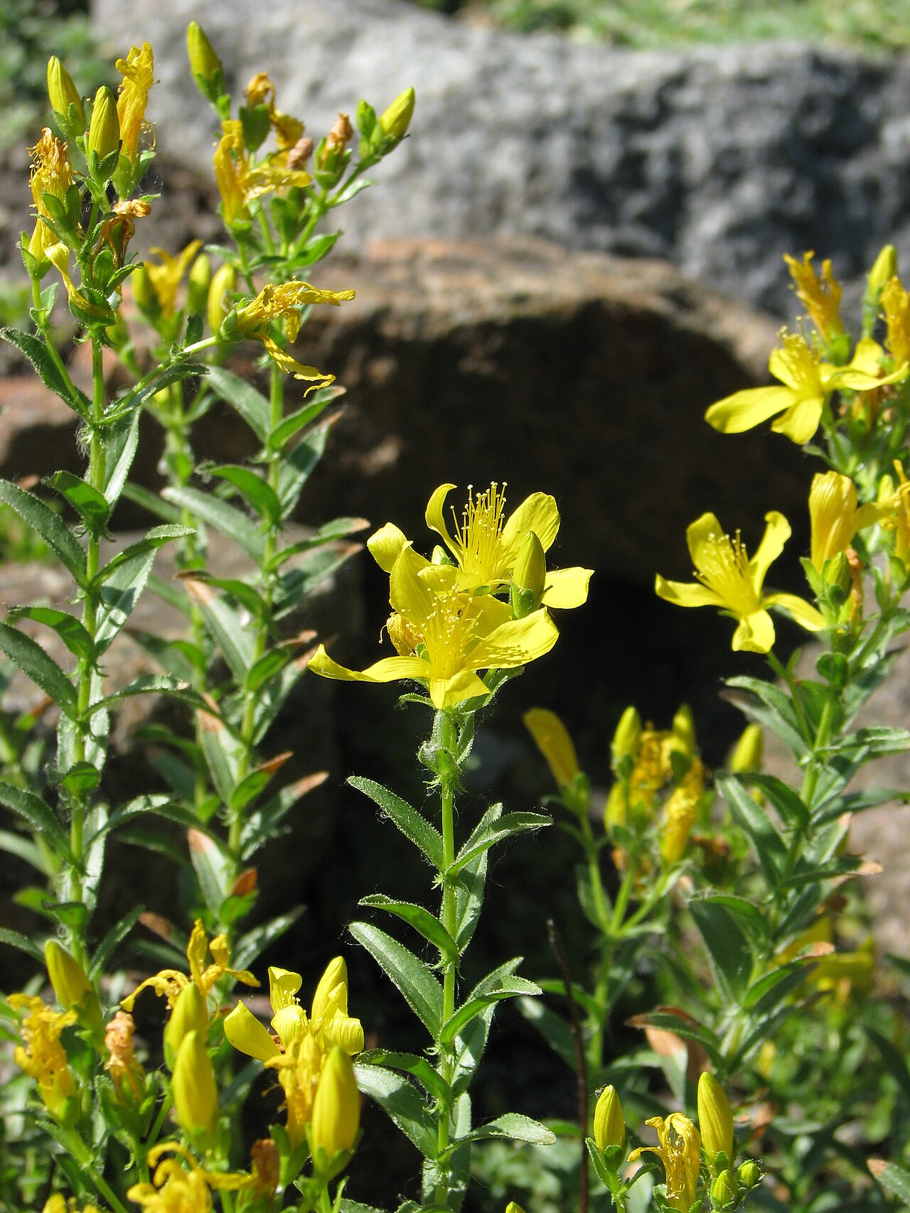 Hypericum orientale: Hypericum orientale , flowering plants, cultivated in Wrocław University Botanical Garden, Wrocław, Poland.