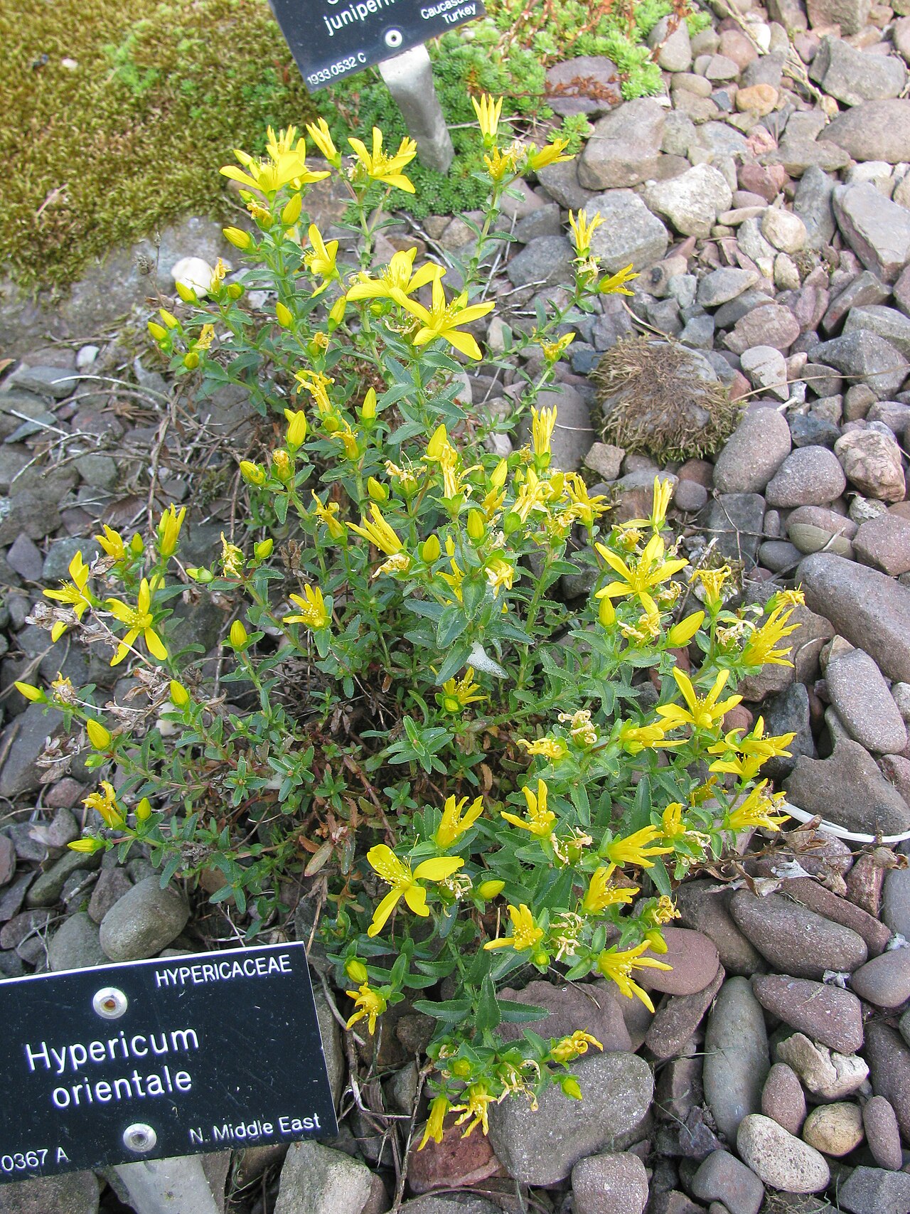 Hypericum orientale: Hypericum orientale Royal Botanic Garden Edinburgh: Accession number 2000.0367 A