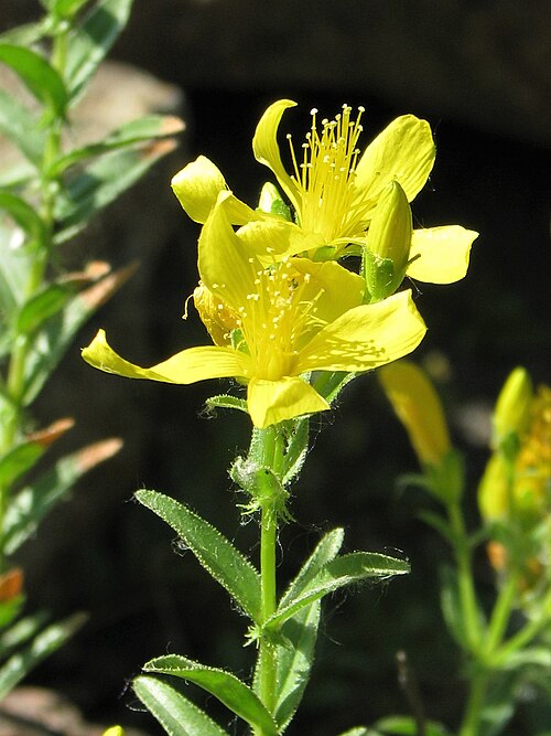 Hypericum orientale: Hypericum orientale , flowering plants, cultivated in Wrocław University Botanical Garden, Wrocław, Poland.