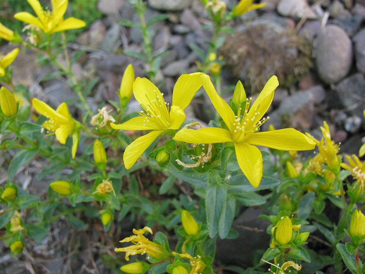 Hypericum orientale: Hypericum orientale , un Millepertuis .