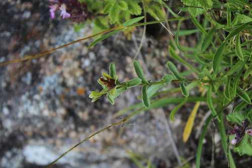 Hypericum orientale (Hypericum orientale)