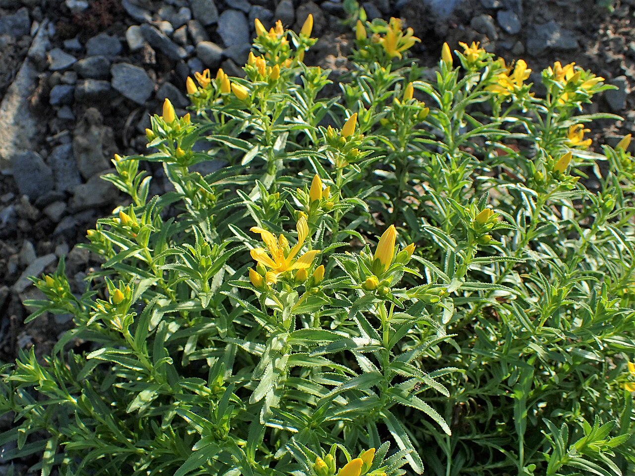 Hypericum orientale: Hypericum orientale in Jibou Botanical Garden