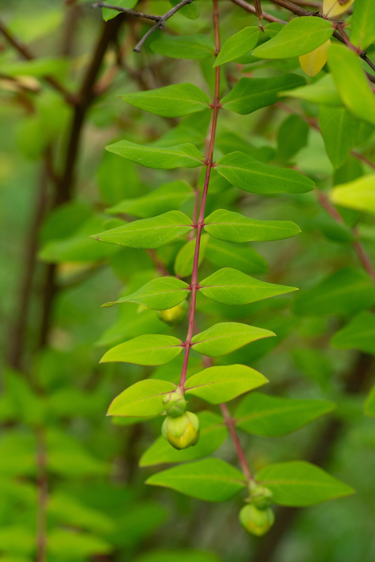 Goldencup St. John's wort: A branch of Hypericum patulum . The leaves are arranged on the plane.