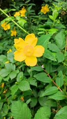 Goldencup St. John's wort (Hypericum patulum)