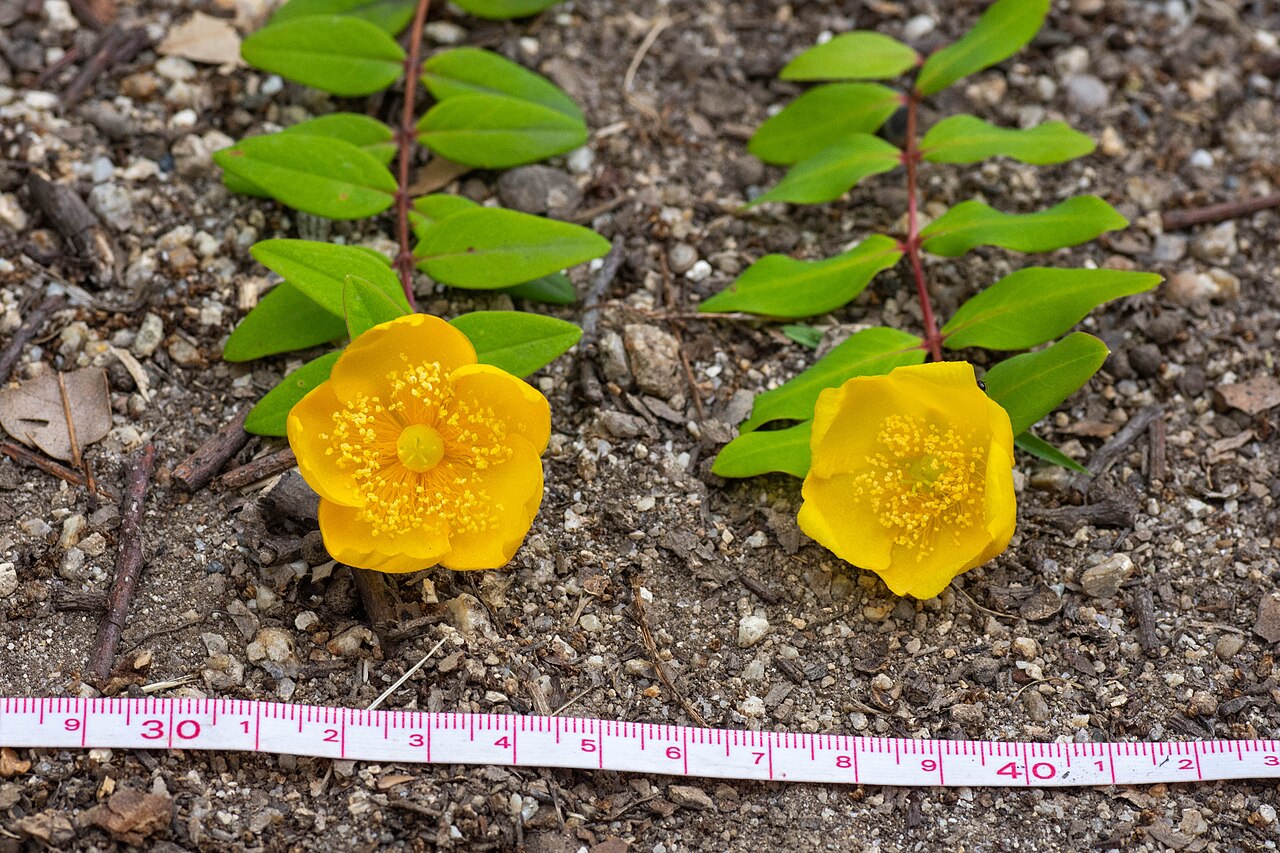Goldencup St. John's wort: Comparison of flowers between Hypericum hookerianum and Hypericum patulum