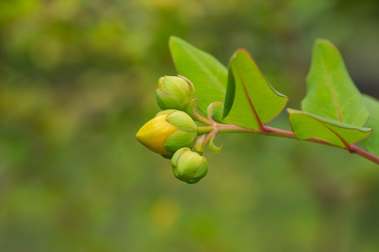Goldencup St. John's wort: Buds of Hypericum patulum .