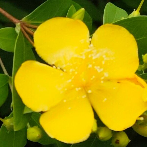 Goldencup St. John's wort (Hypericum patulum)
