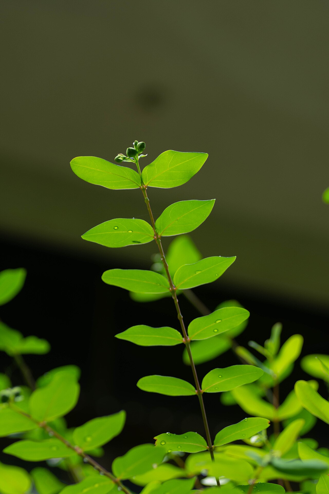 Goldencup St. John's wort: 京都・高雄山に生えるキンシバイ Hypericum patulum の枝。