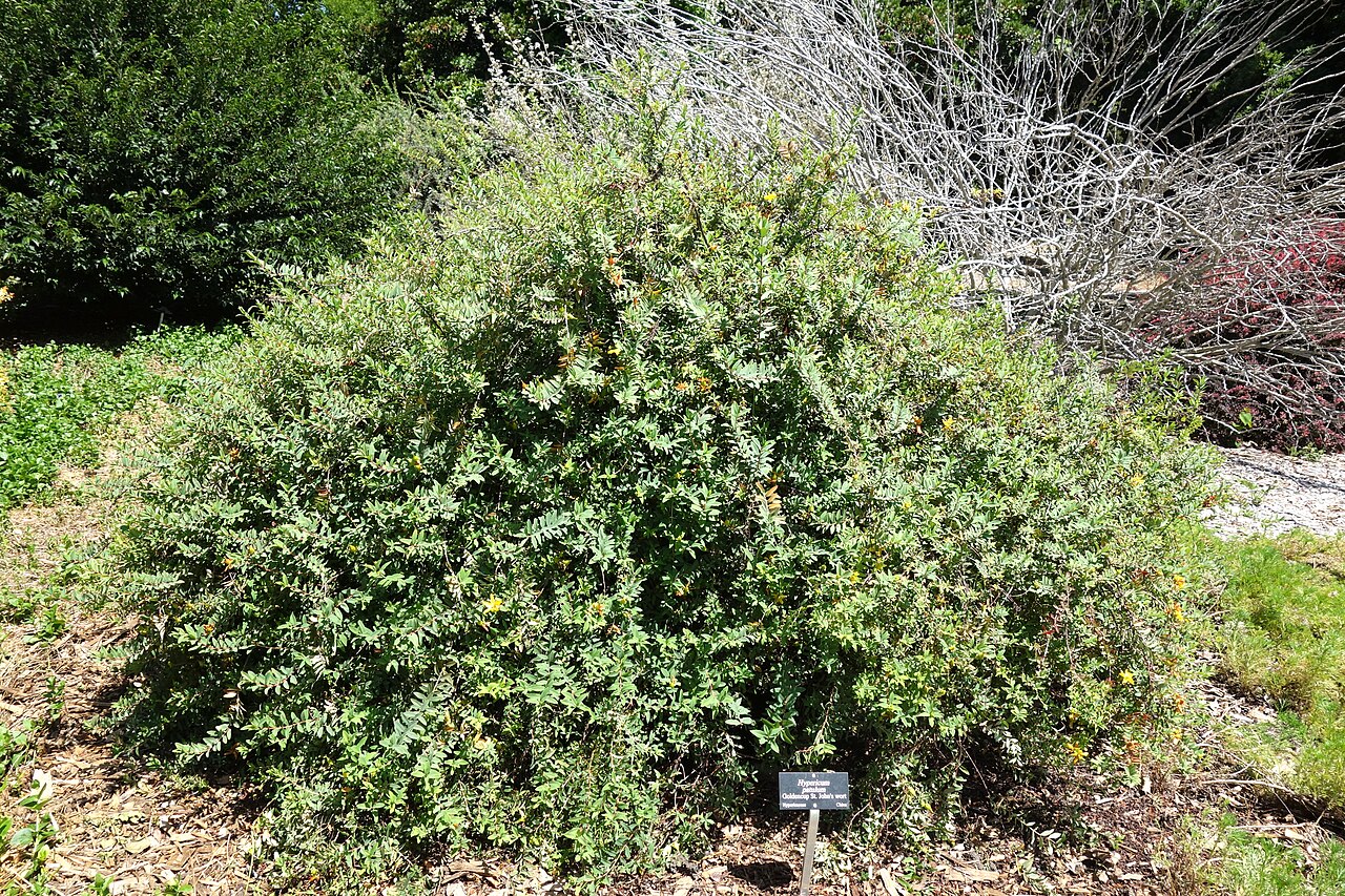 Goldencup St. John's wort: Los Angeles County Arboretum and Botanic Garden - Arcadia, California, USA.