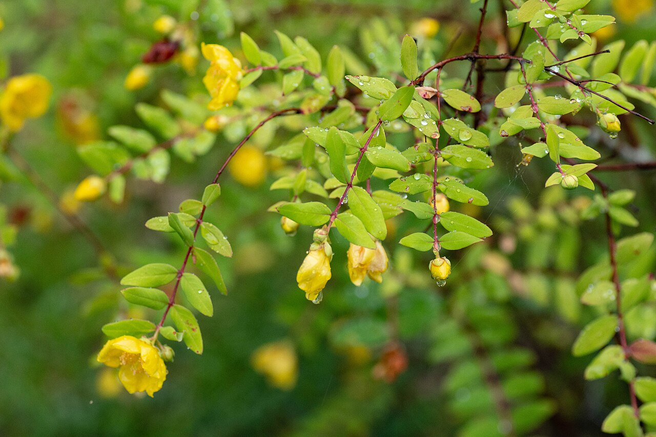 Goldencup St. John's wort: Hypericum patulum in the rain