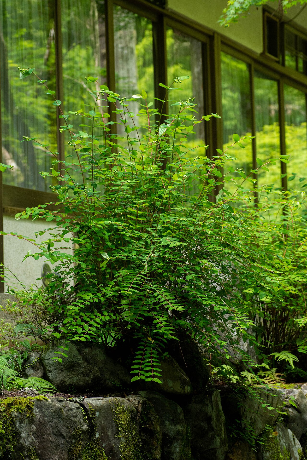 Goldencup St. John's wort: Hypericum patulum at Mt. Takao