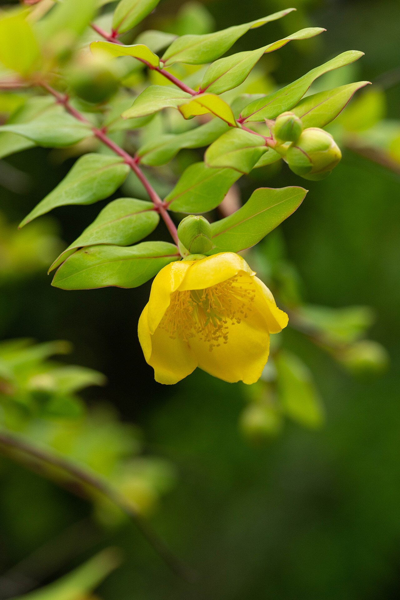 Goldencup St. John's wort: Hypericum patulum