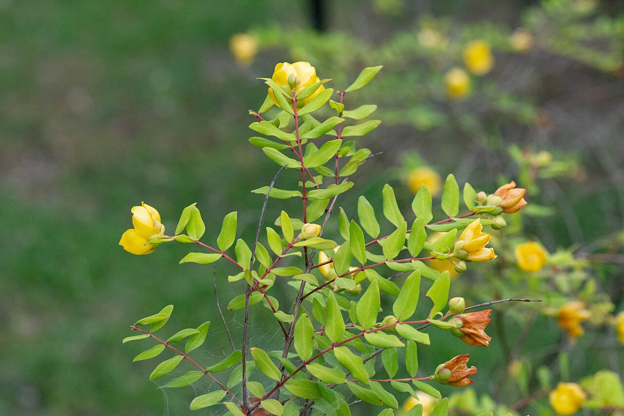 Goldencup St. John's wort: Hypericum patulum at Botanical Gardens, Osaka Metropolitan University.