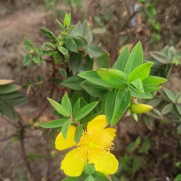 Goldencup St. John's wort (Hypericum patulum)