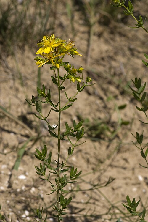 Common St. Johnswort: Hypericum perforatum Bethisy-saint-Martin (Oise), France