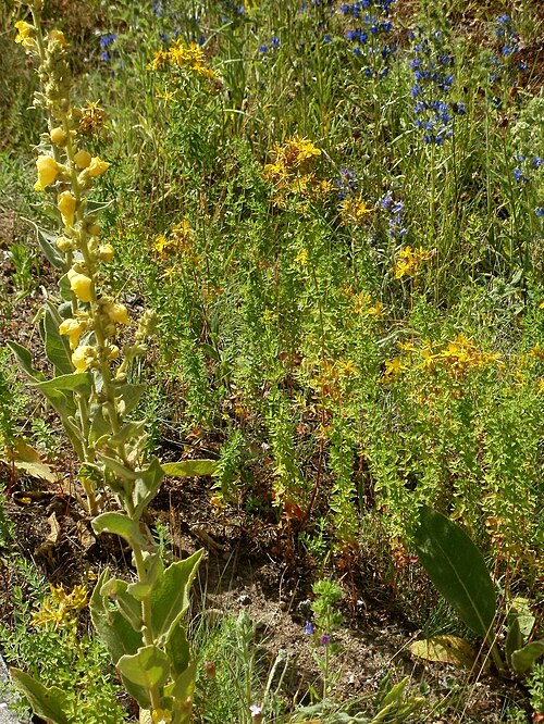 Common St. Johnswort: Johanniskraut (Hypericum perforatum) und Königskerze (Verbascum thapsus) in Hockenheim