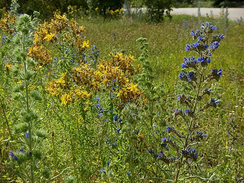 Common St. Johnswort: Johanniskraut und Natternkopf in Hockenheim