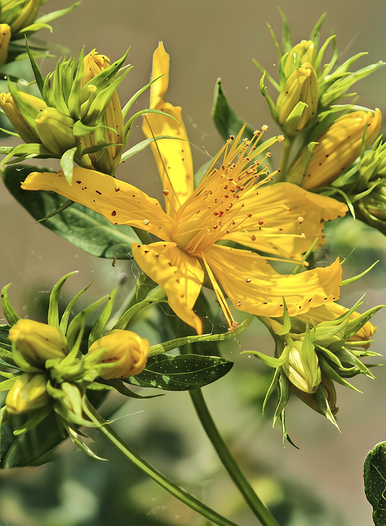 Common St. Johnswort: St. John's wort - flower and buds