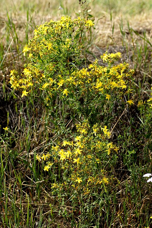 Common St. Johnswort: Tüpfel-Hartheu, Hypericaceae, Deutschland, Bayern, Oberfranken, Selbitz Photo: U.Schmidt, VIII.2012