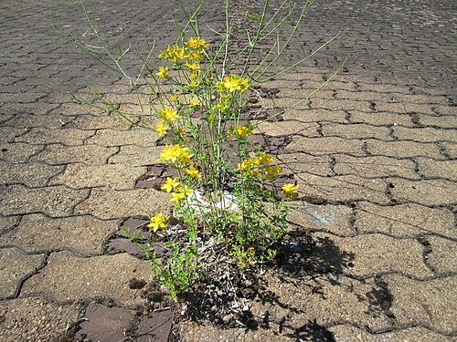 Common St. Johnswort: Echtes oder Tüpfel-Johanniskraut ( Hypericum perforatum ) am Bahnhof Saarbrücken-Ost