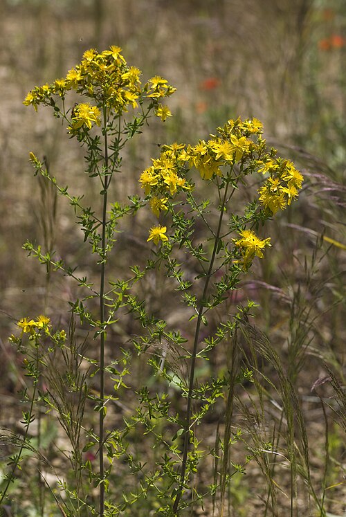 Common St. Johnswort: Hypericum perforatum Carrière de Fossoy (Aisne), France