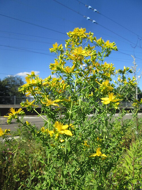 Common St. Johnswort: Echtes oder Tüpfel-Johanniskraut ( Hypericum perforatum ) am Bahnhof Landstuhl
