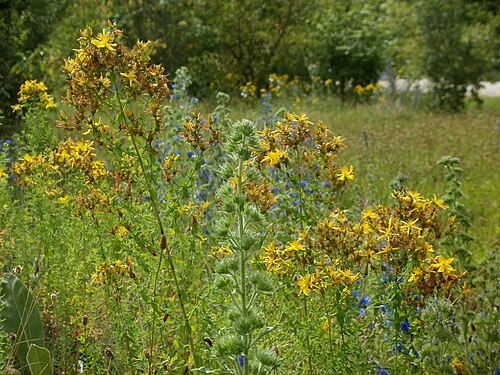 Common St. Johnswort: Johanniskraut und Natternkopf in Hockenheim