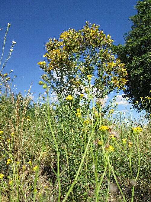 Common St. Johnswort: Echtes oder Tüpfel-Johanniskraut ( Hypericum perforatum ) an einer Brückenauffahrt bei Reilingen
