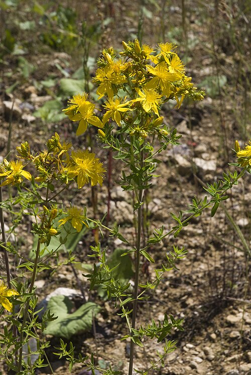 Common St. Johnswort: Hypericum perforatum Carrière de Fossoy (Aisne), France