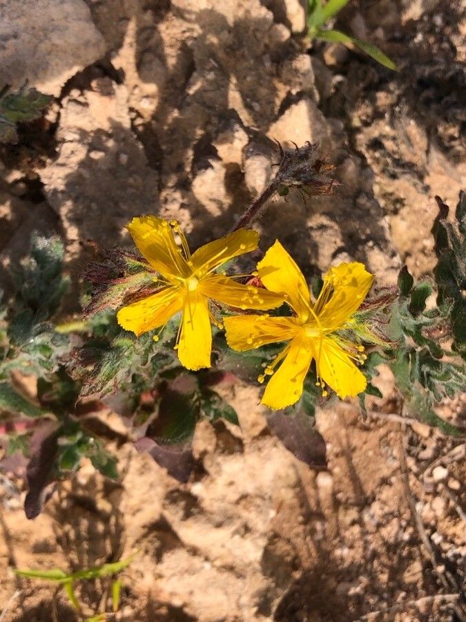 Hypericum pubescens (Hypericum pubescens)