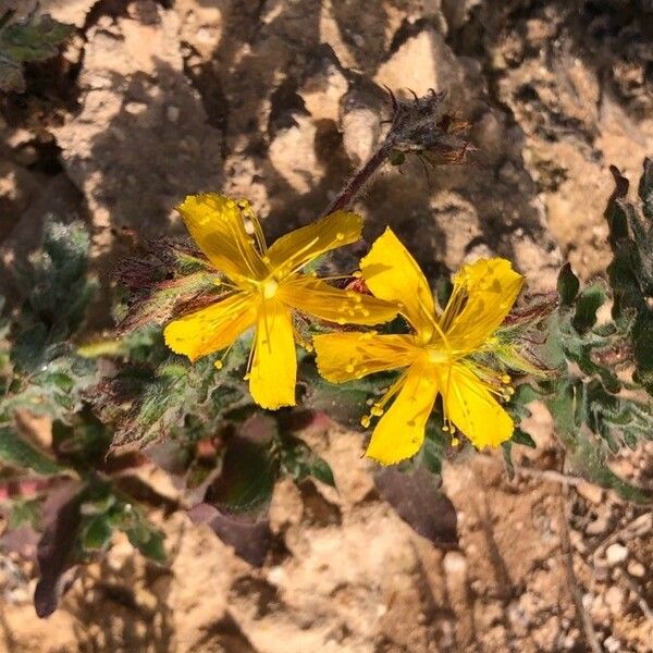 Hypericum pubescens (Hypericum pubescens)
