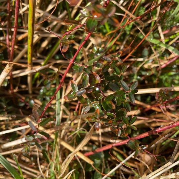 Slender St John's-wort (Hypericum pulchrum)
