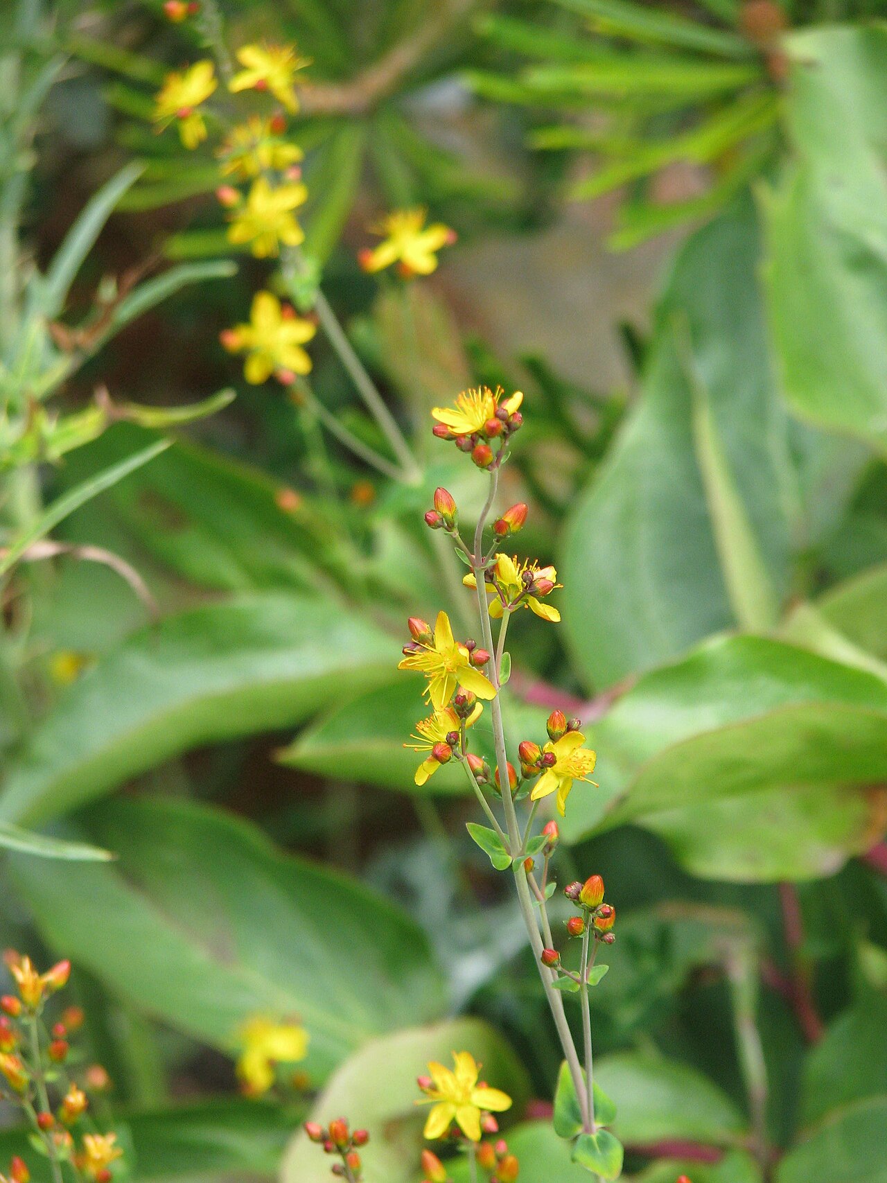 Slender St John's-wort: Hypericum pulchrum , Brighton, Sussex, UK