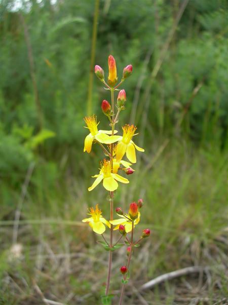 Slender St John's-wort: Slender St John's Wort Slender St John's Wort (Hypericum pulchrum) growing beside the track through the open part of Glenshalloch Wood.