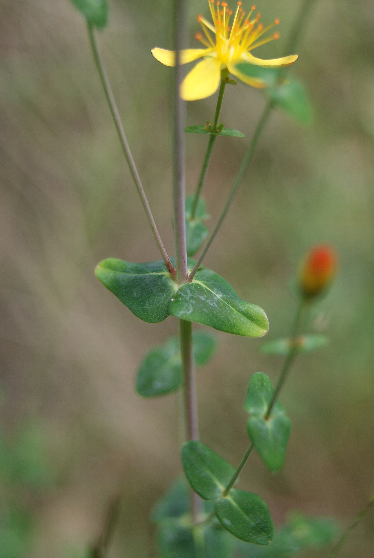 Slender St John's-wort: Hypericum pulchrum