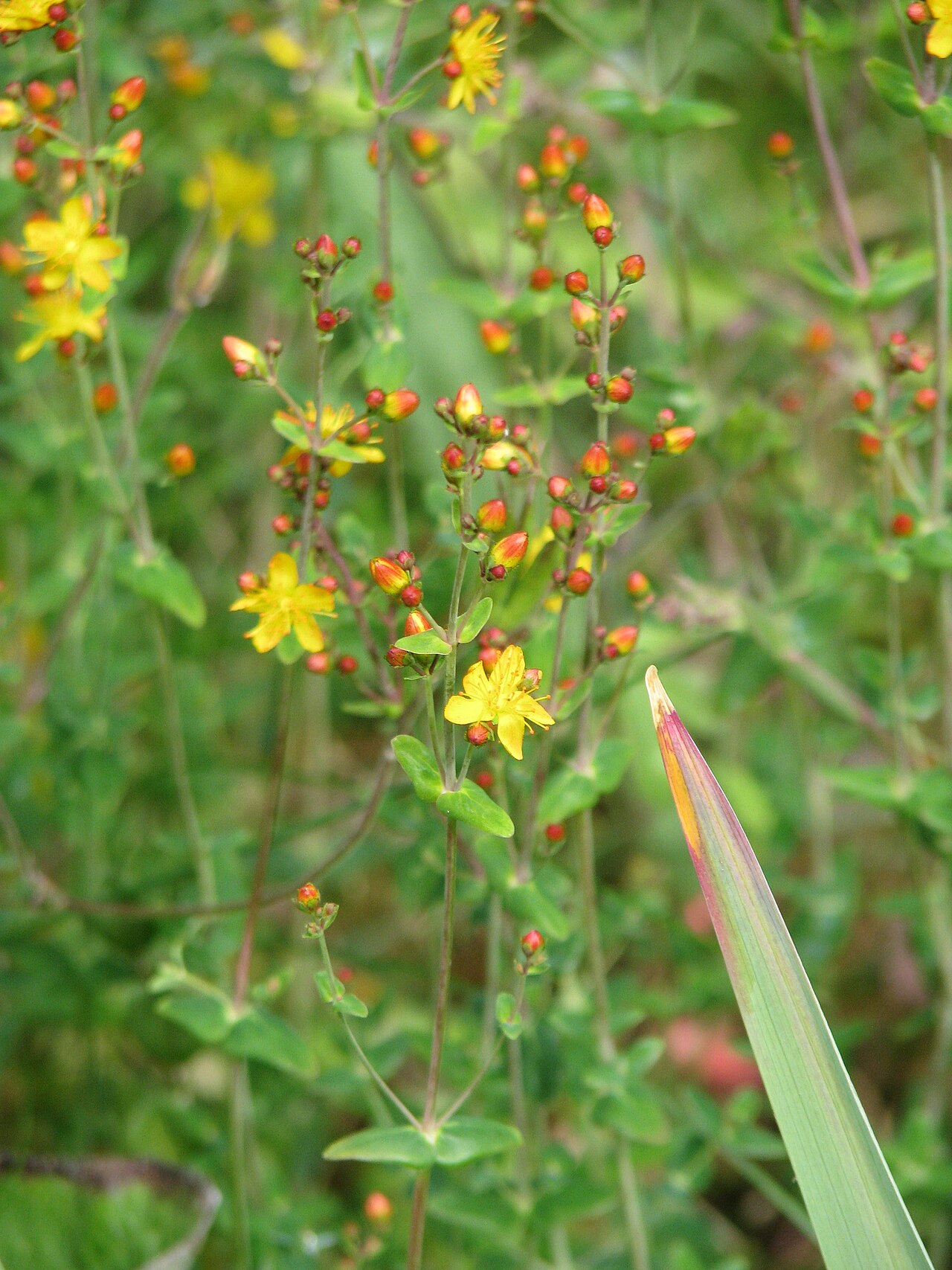Slender St John's-wort: Hypericum pulchrum , Brighton, Sussex, UK